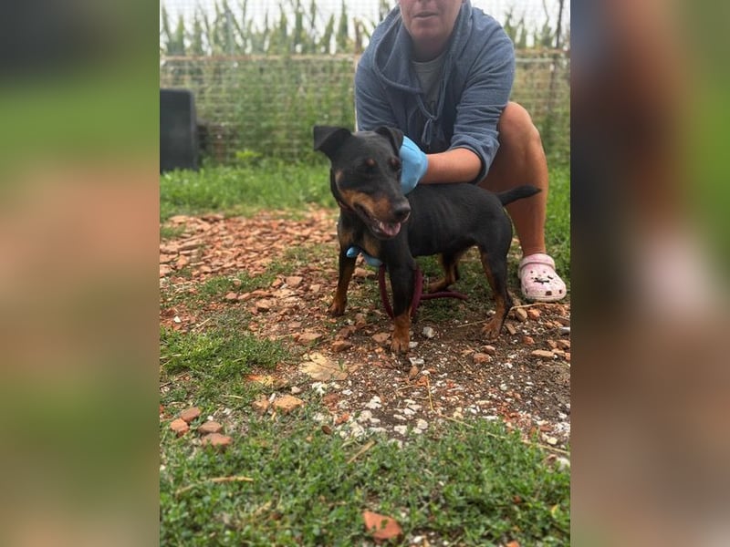 Masni, ambitioniertes Jagdterrier Mädchen geb. 2022