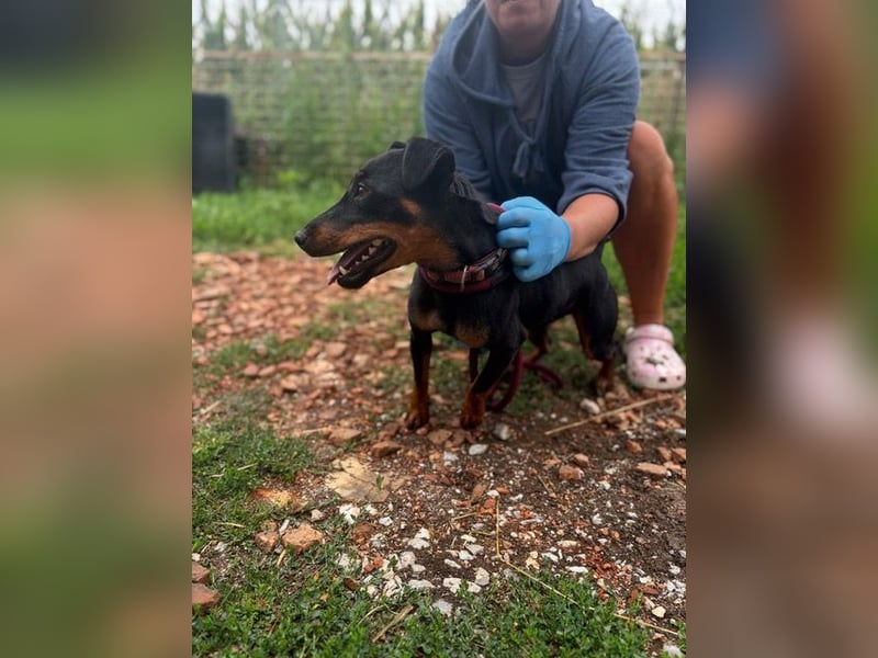 Masni, ambitioniertes Jagdterrier Mädchen geb. 2022