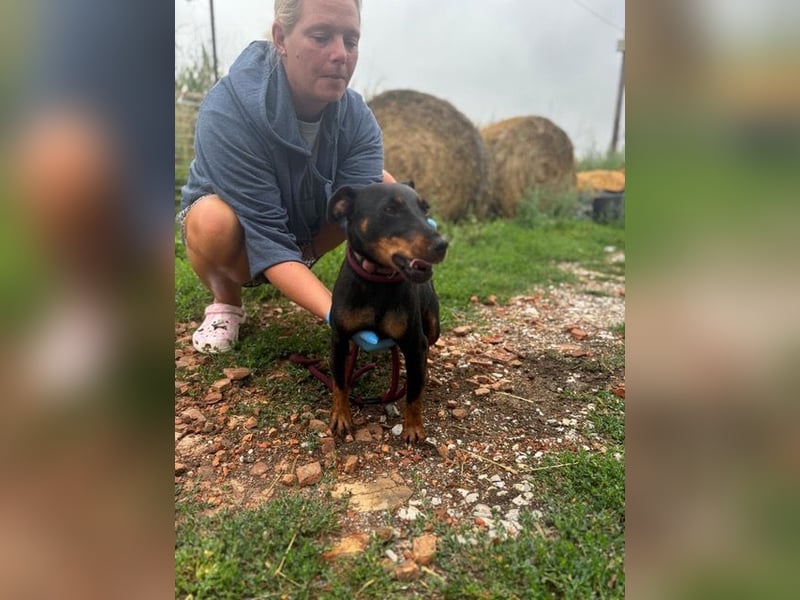 Masni, ambitioniertes Jagdterrier Mädchen geb. 2022