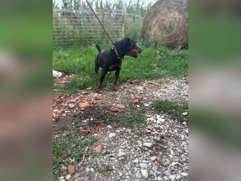 Masni, ambitioniertes Jagdterrier Mädchen geb. 2022