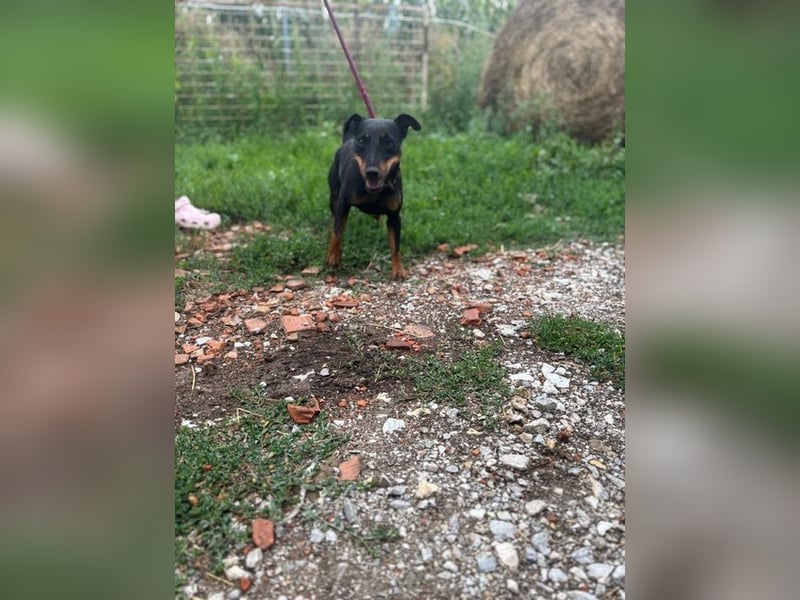 Masni, ambitioniertes Jagdterrier Mädchen geb. 2022