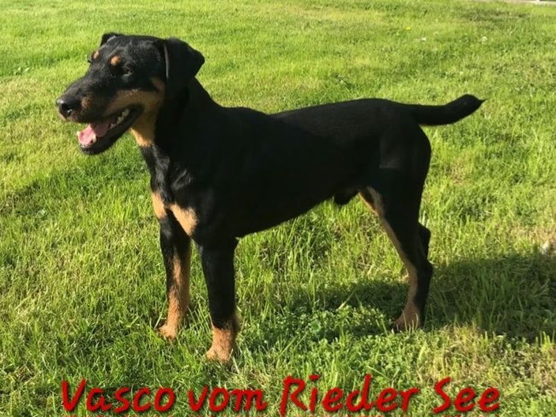 Junge glatthaarige Jagdterrierhündin