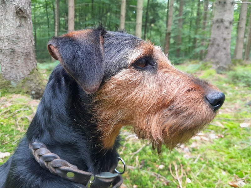 Junge glatthaarige Jagdterrierhündin