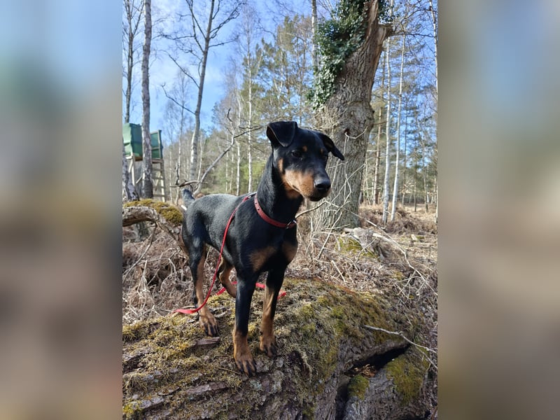 Junge glatthaarige Jagdterrierhündin