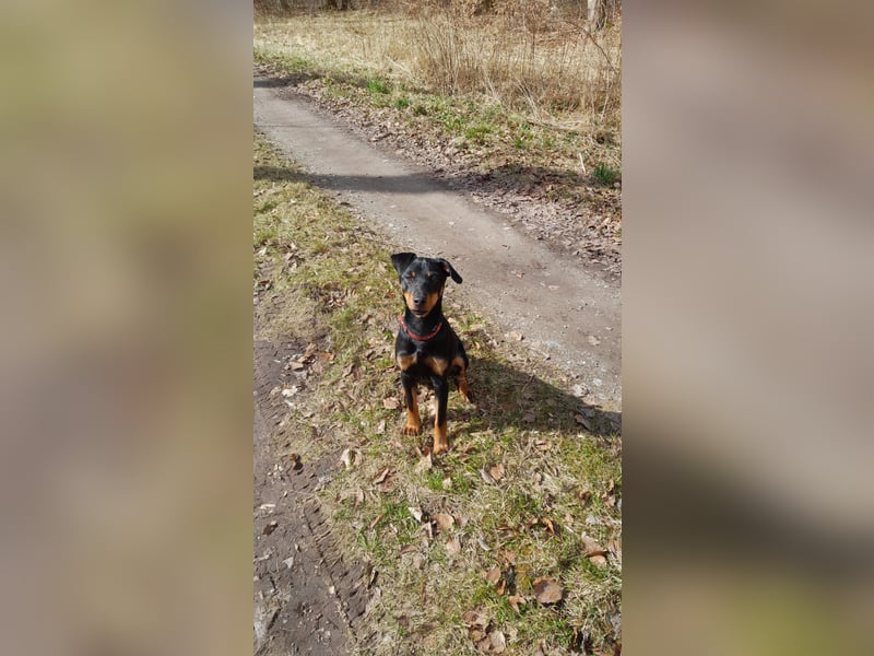 Junge glatthaarige Jagdterrierhündin