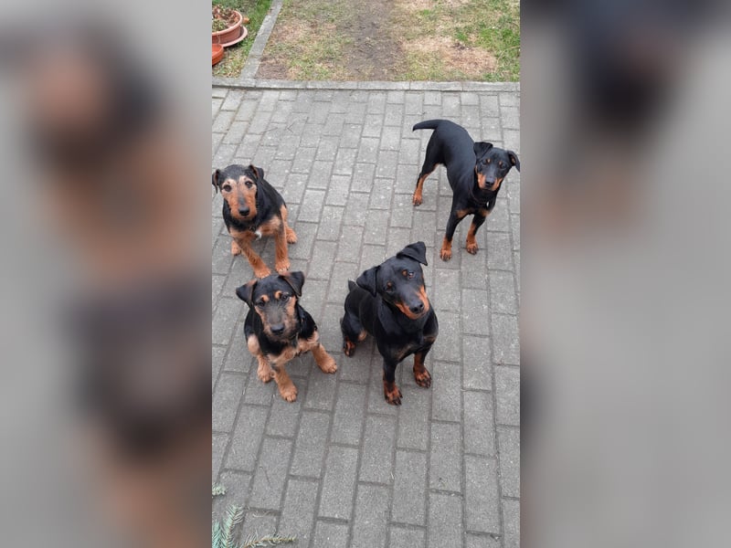 Junge glatthaarige Jagdterrierhündin