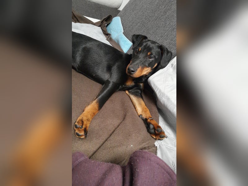 Junge glatthaarige Jagdterrierhündin