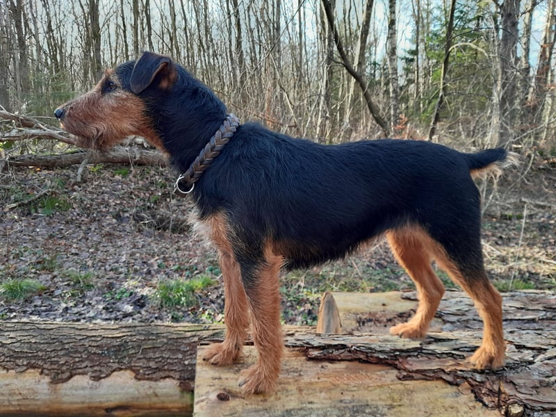 Junge glatthaarige Jagdterrierhündin