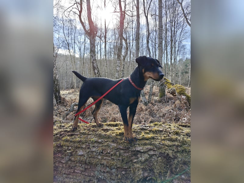 Junge glatthaarige Jagdterrierhündin