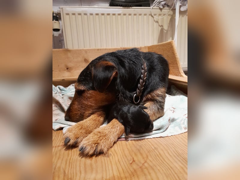 Junge glatthaarige Jagdterrierhündin