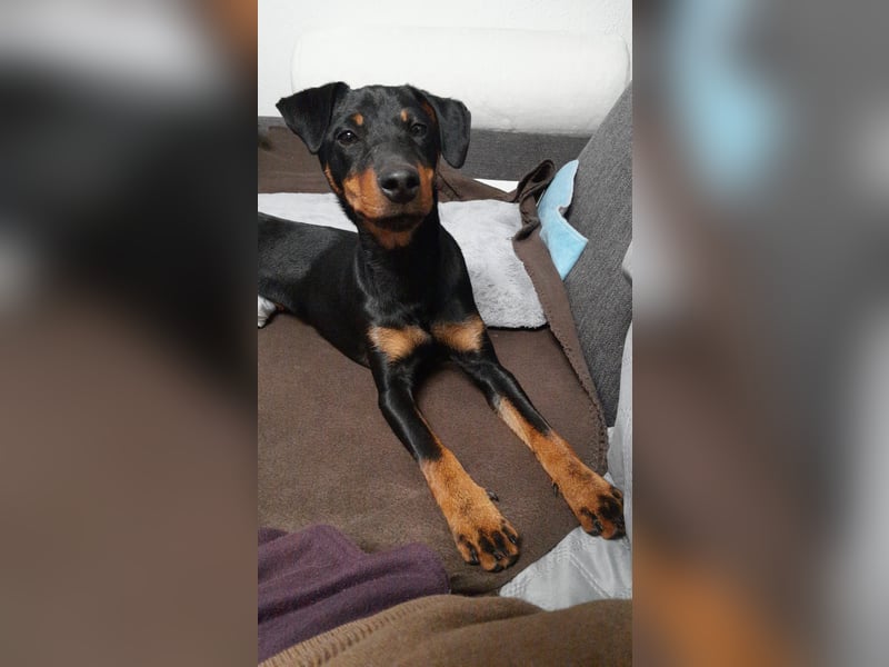 Junge glatthaarige Jagdterrierhündin