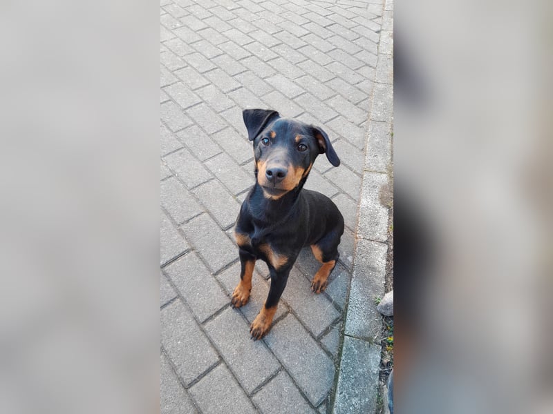 Junge glatthaarige Jagdterrierhündin