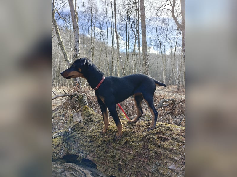 Junge glatthaarige Jagdterrierhündin