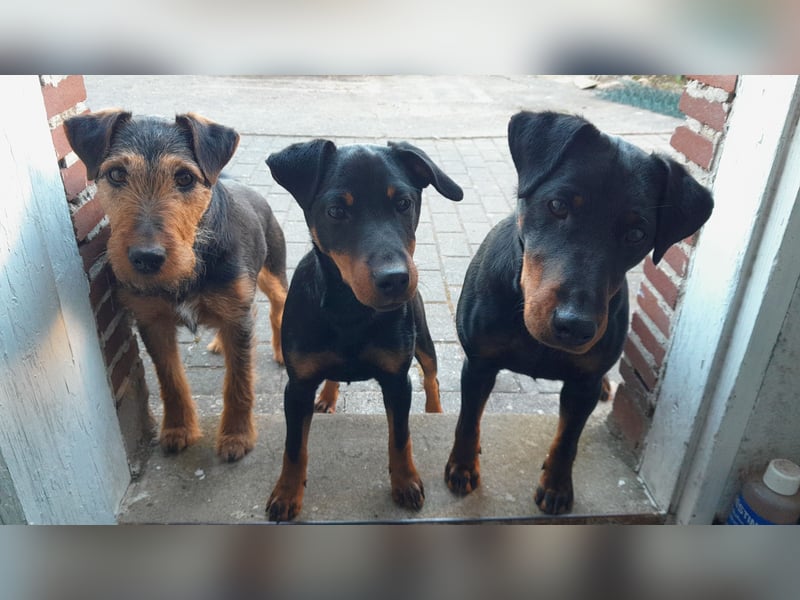 Junge glatthaarige Jagdterrierhündin