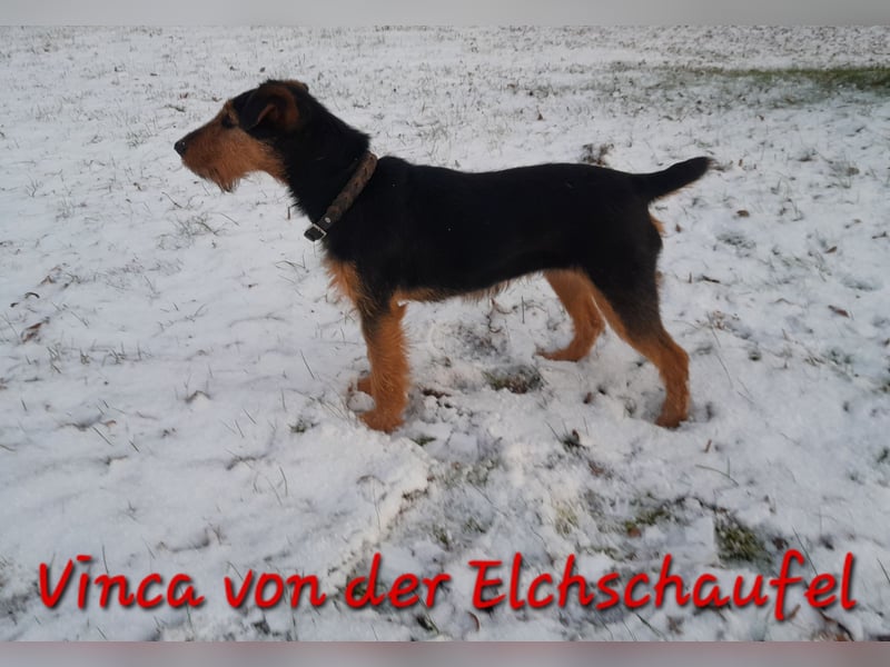 Junge glatthaarige Jagdterrierhündin