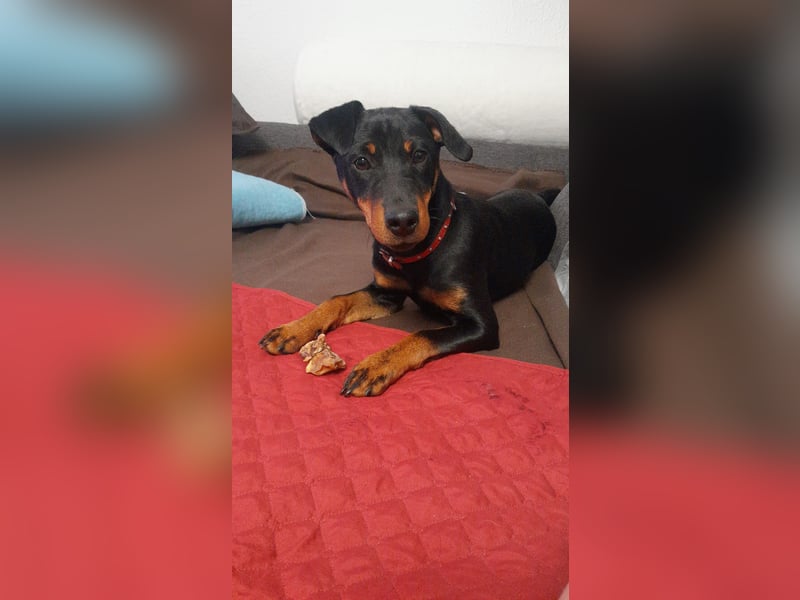 Junge glatthaarige Jagdterrierhündin