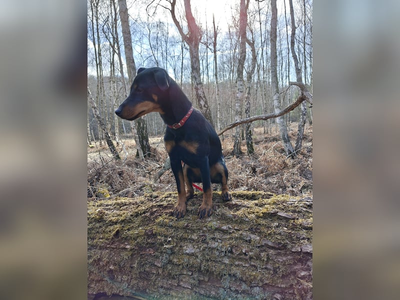 Junge glatthaarige Jagdterrierhündin