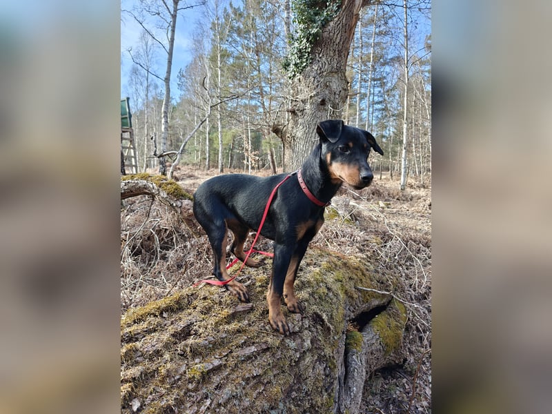 Junge glatthaarige Jagdterrierhündin