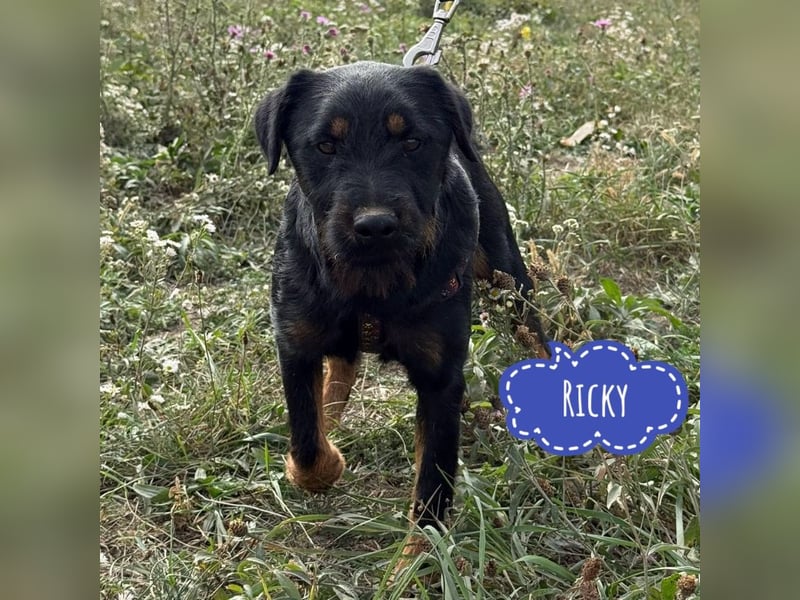 Ricky ein unglücklicher Engelchen