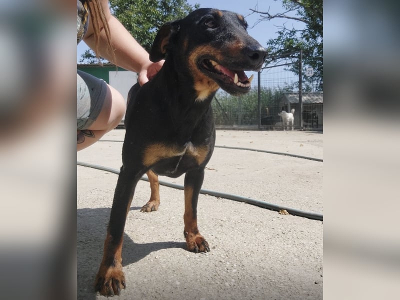 Zlatka eine Kämpferin