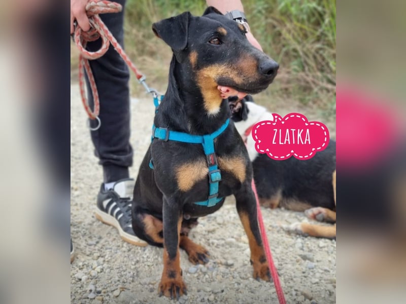 Zlatka eine Kämpferin