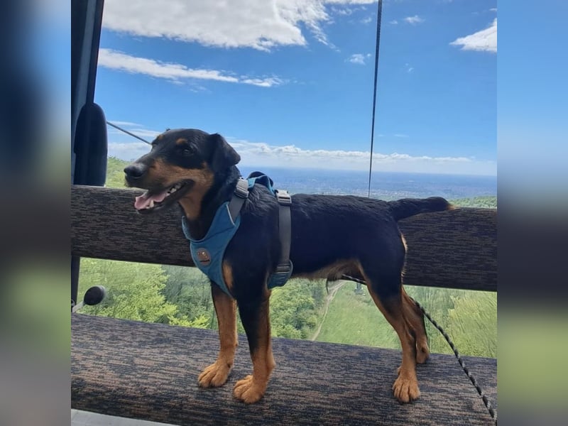 Riki - ein trauriges Schicksal