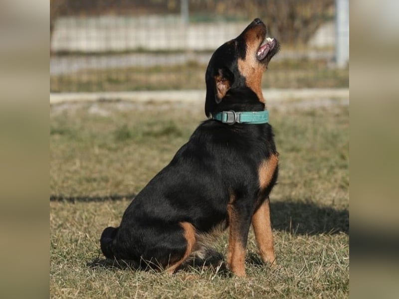 Riki - ein trauriges Schicksal