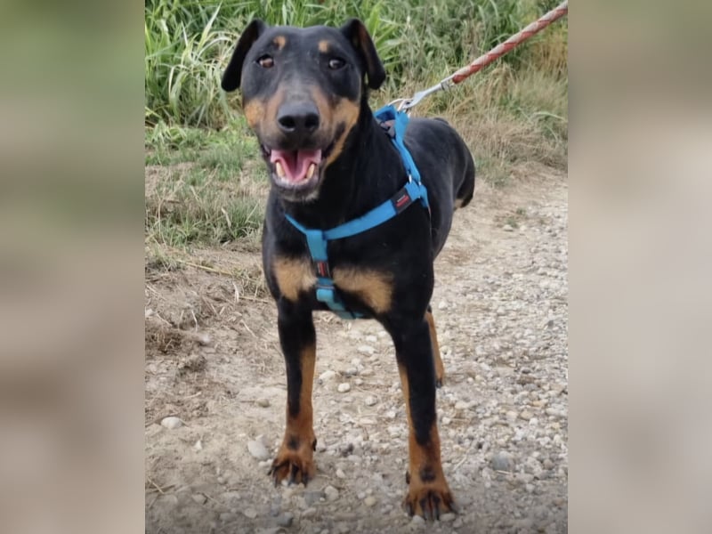 Zlatka eine Kämpferin