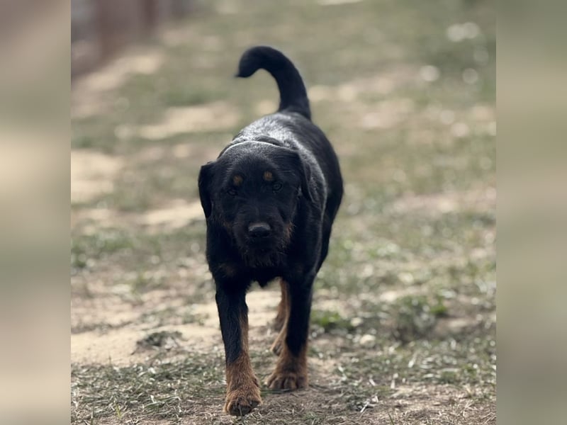 Ricky ein unglücklicher Engelchen