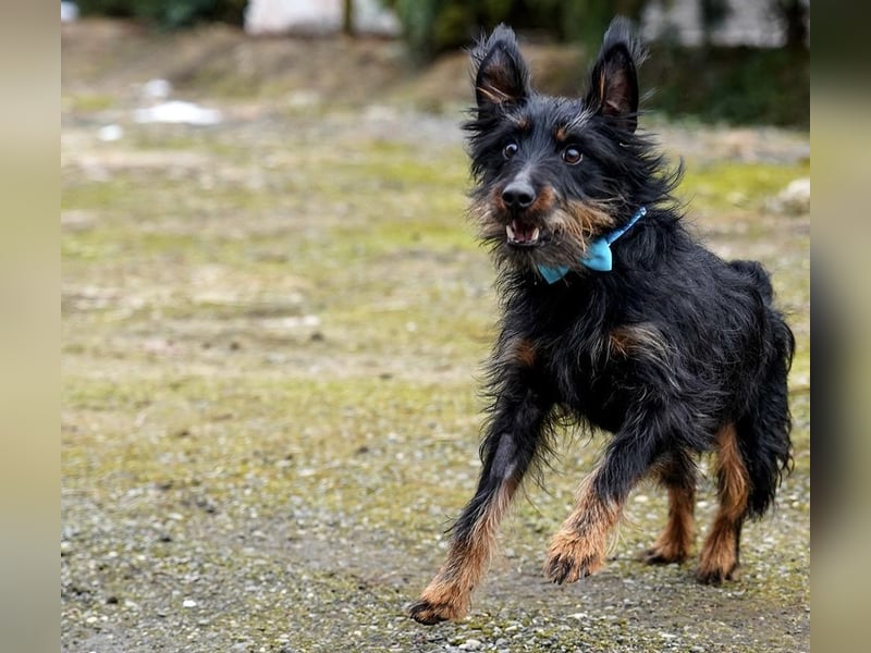 Andelko ein verschmuster Herzensbrecher