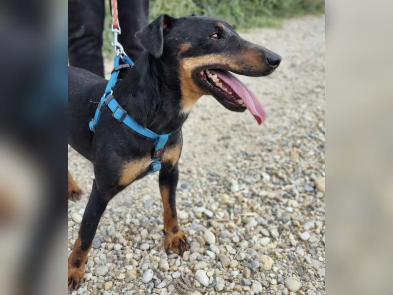 Zlatka eine Kämpferin