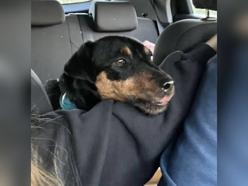 Riki - ein trauriges Schicksal