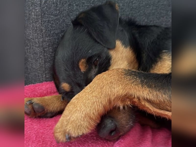 Riki - ein trauriges Schicksal