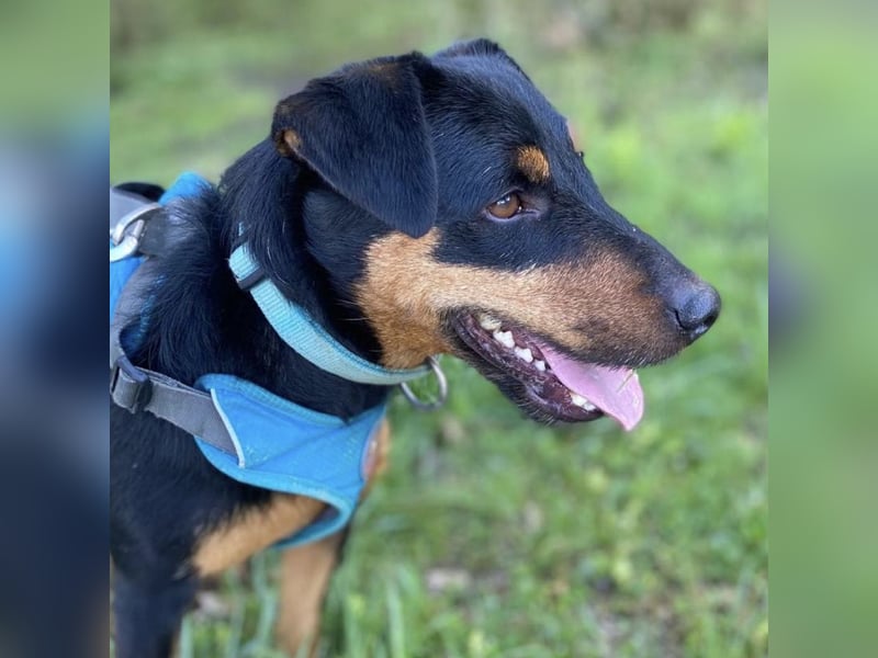 Riki - ein trauriges Schicksal