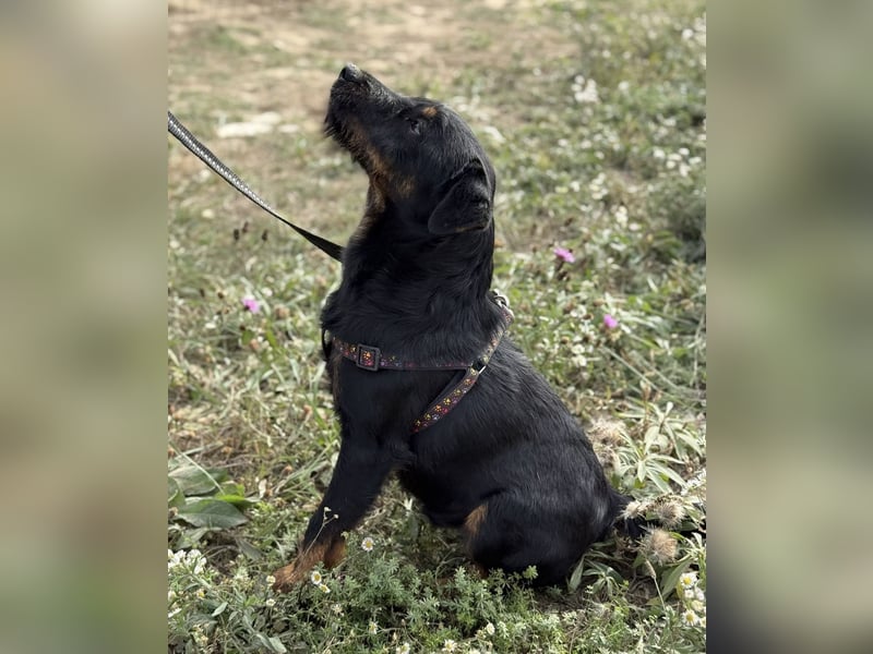 Ricky ein unglücklicher Engelchen