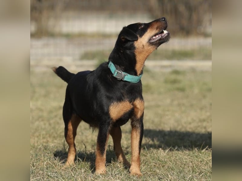 Riki - ein trauriges Schicksal