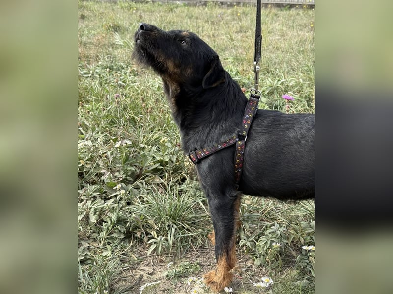 Ricky ein unglücklicher Engelchen