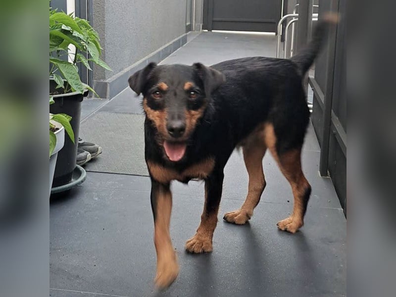 Riki - ein trauriges Schicksal