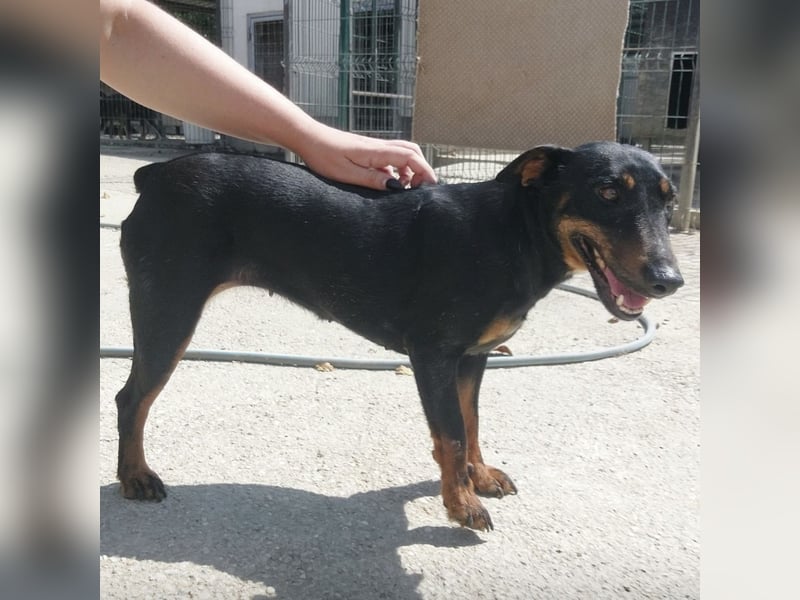 Zlatka eine Kämpferin