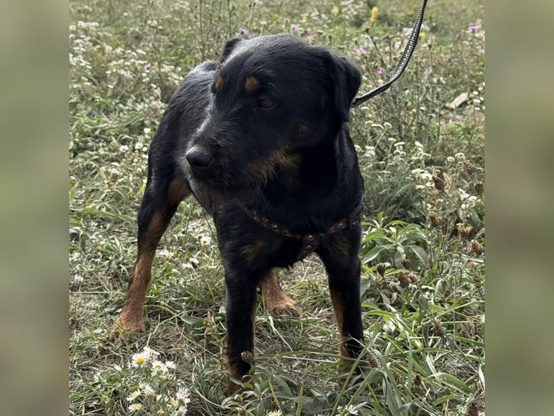 Ricky ein unglücklicher Engelchen