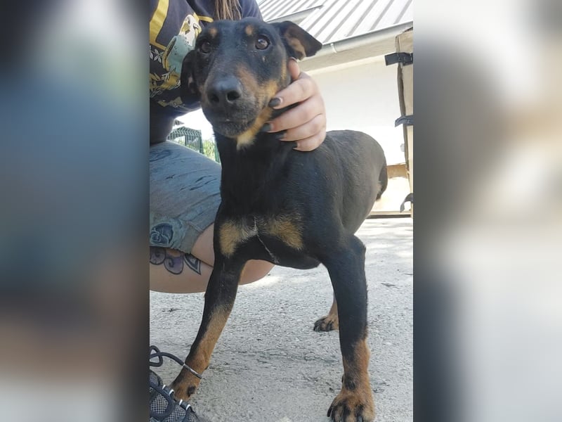 Zlatka eine Kämpferin