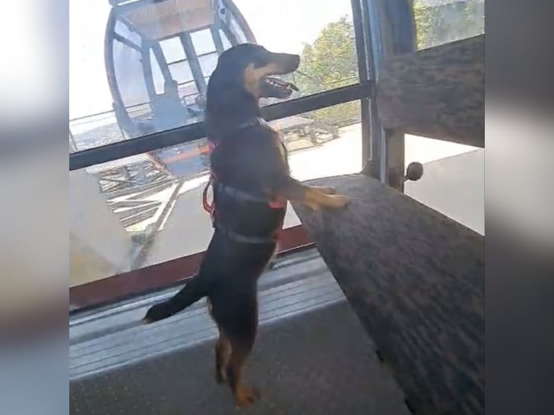 Riki - ein trauriges Schicksal