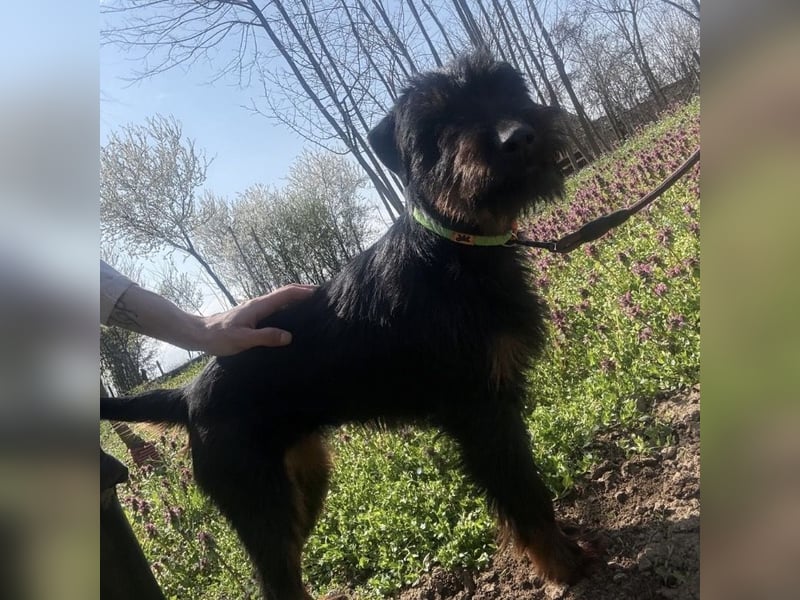 Dora ein kleiner Wirbelwind