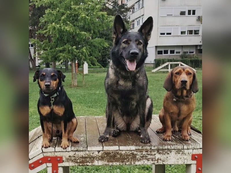 Riki - ein trauriges Schicksal