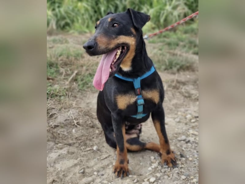 Zlatka eine Kämpferin