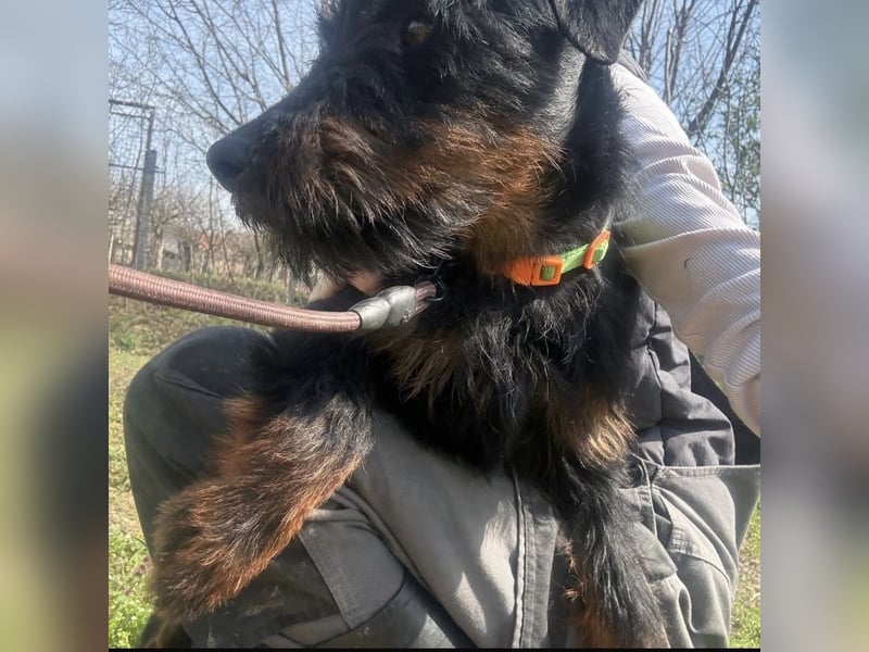 Dora ein kleiner Wirbelwind