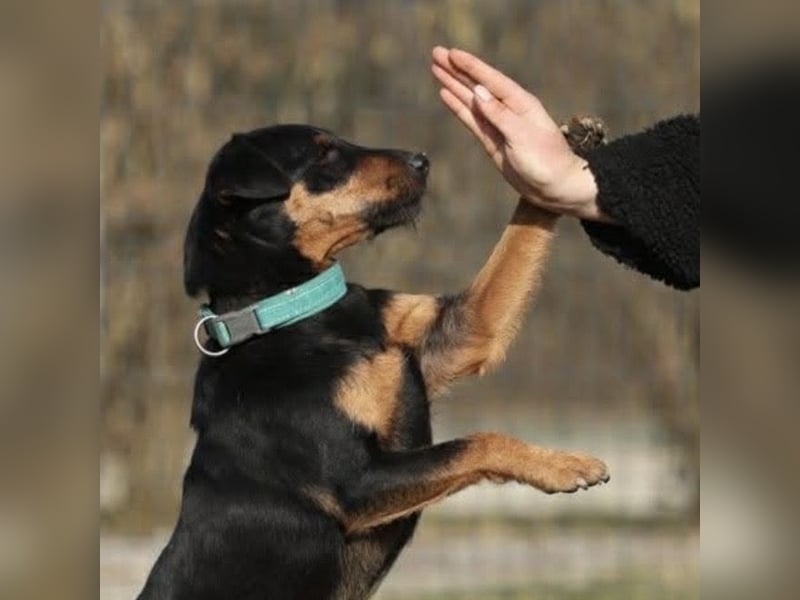 Riki - ein trauriges Schicksal