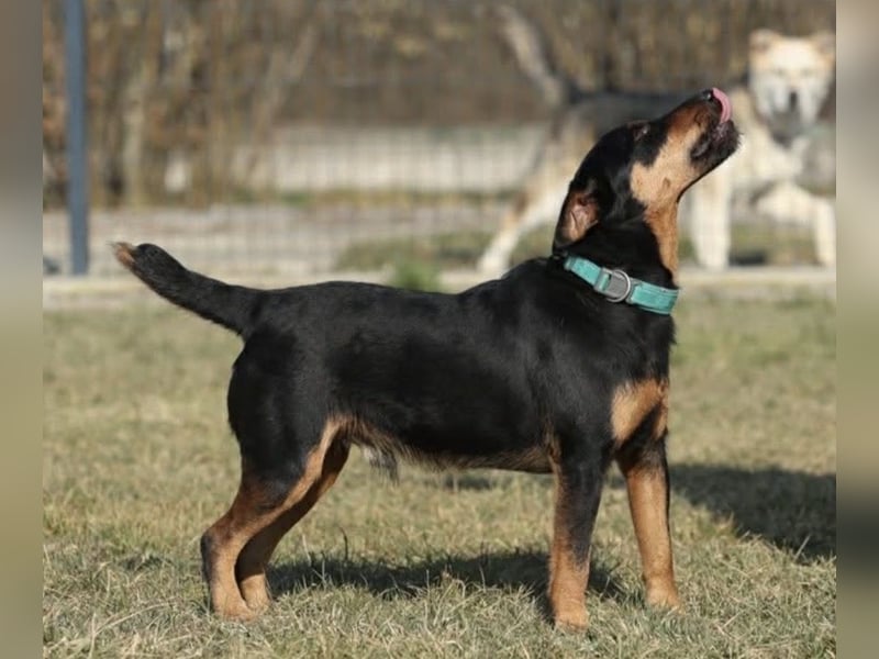 Riki - ein trauriges Schicksal