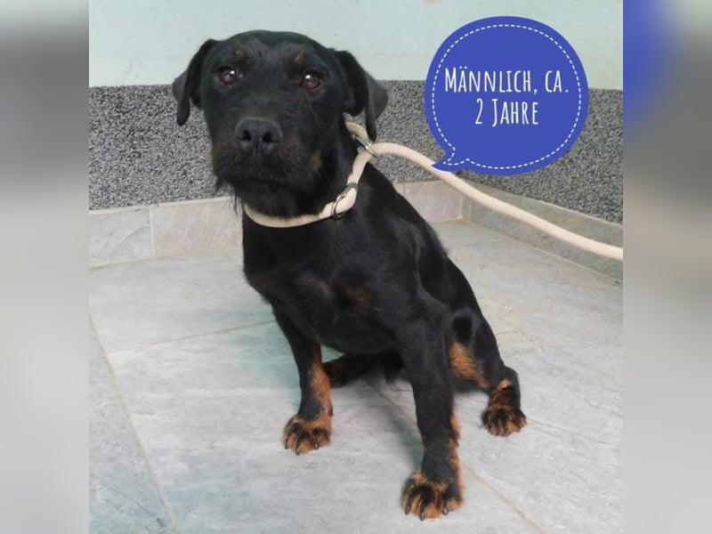 No Name - ein wundervoller Rüde