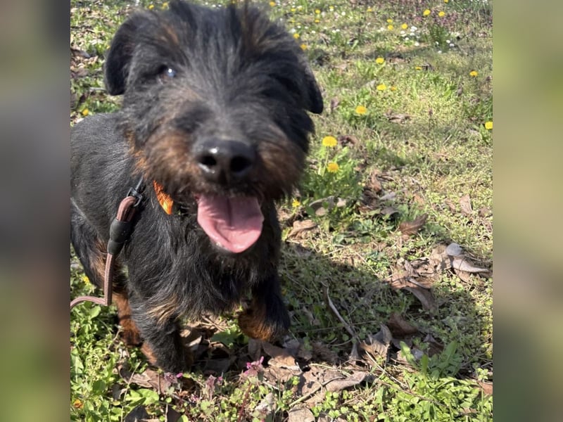 Dora ein kleiner Wirbelwind